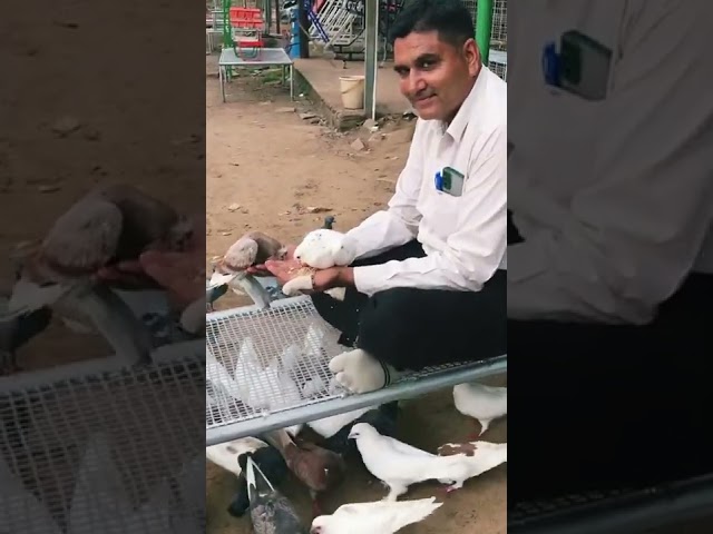 Khatlo (Bed)